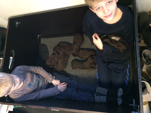 Anton og Christian nyder at nusse med hvalpene, så der er ikke plads til Joy i kassen.